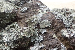 Parmotrema subtinctorium