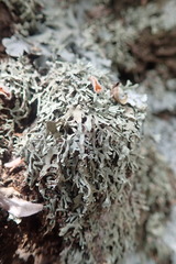 Xanthoparmelia furcata