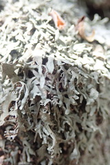 Xanthoparmelia furcata