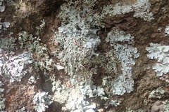 Xanthoparmelia furcata