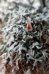 Xanthoparmelia furcata