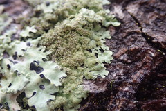 Hypotrachyna imbricatula