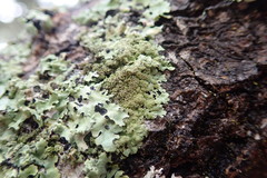 Hypotrachyna imbricatula