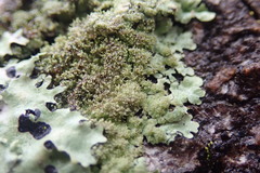 Hypotrachyna imbricatula