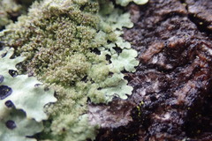 Hypotrachyna imbricatula