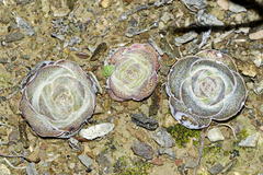 Crassula hemisphaerica