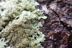 Hypotrachyna imbricatula