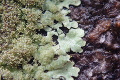 Hypotrachyna imbricatula