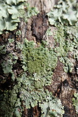 Hypotrachyna imbricatula