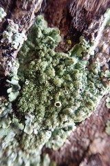 Hypotrachyna imbricatula