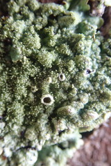 Hypotrachyna imbricatula