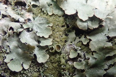 Hypotrachyna imbricatula