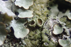 Hypotrachyna imbricatula