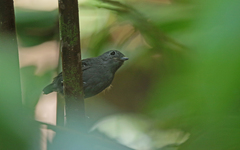 Willisornis poecilinotus