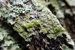 Hypotrachyna imbricatula