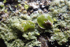 Hypotrachyna imbricatula