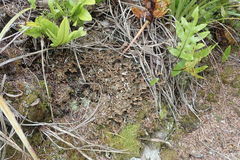 Pseudocyphellaria neglecta