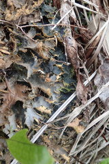 Pseudocyphellaria neglecta