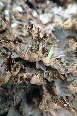 Pseudocyphellaria neglecta