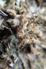 Pseudocyphellaria neglecta