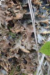 Pseudocyphellaria neglecta