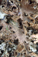 Pseudocyphellaria neglecta