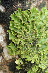Sticta martinii