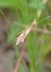 Agriphila straminella