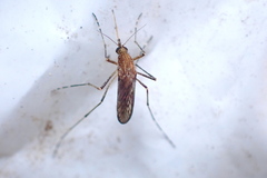 Aedes camptorhynchus