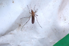 Aedes camptorhynchus