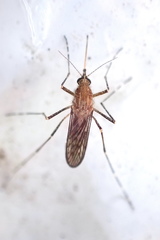Aedes camptorhynchus