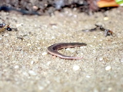 Kontikia ventrolineata