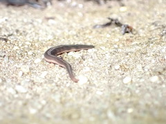 Kontikia ventrolineata