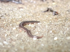 Kontikia ventrolineata