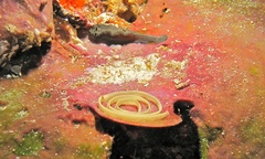 Doriprismatica stellata