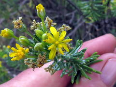 Euryops floribundus