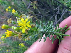 Euryops floribundus