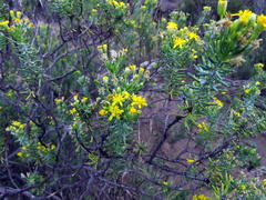 Euryops floribundus