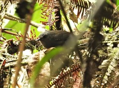 Scytalopus spillmanni