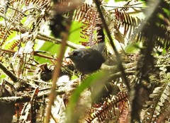 Scytalopus spillmanni