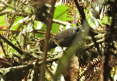 Scytalopus spillmanni