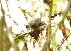 Scytalopus spillmanni