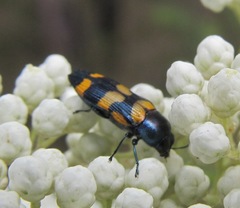 Castiarina livida