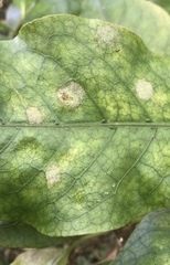 Phyllocoptes coprosmae