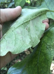 Phyllocoptes coprosmae