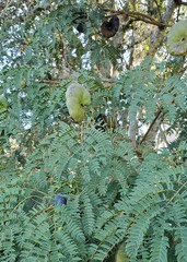 Enterolobium contortisiliquum