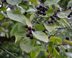 Crataegus rivularis
