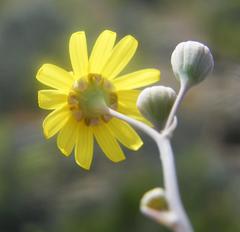 Othonninae