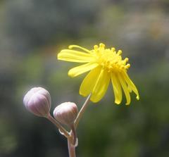 Othonninae