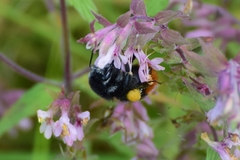 Bombus